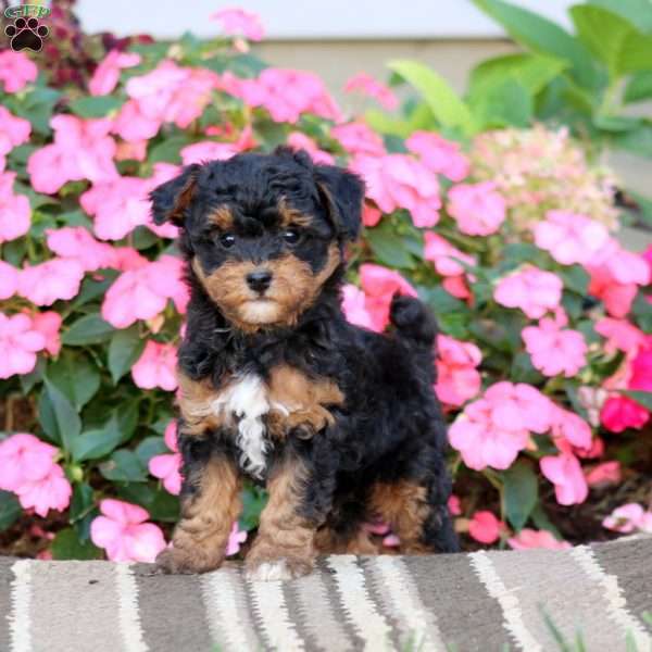 Alex, Havapoo Puppy