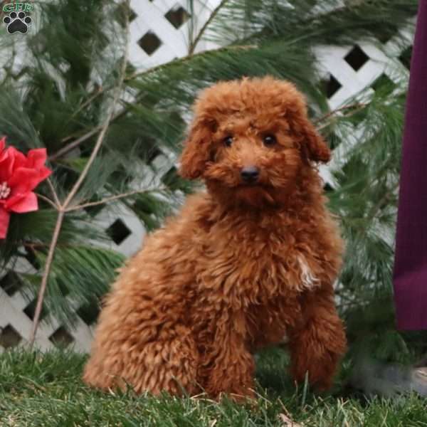 Alex, Miniature Poodle Puppy