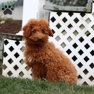 Alex, Miniature Poodle Puppy