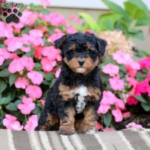 Alex, Havapoo Puppy