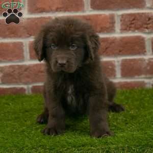 Alex, Newfoundland Puppy