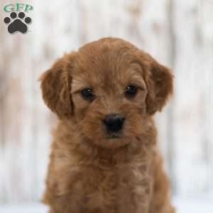 Alexa, Mini Goldendoodle Puppy