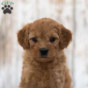 Alexa, Mini Goldendoodle Puppy