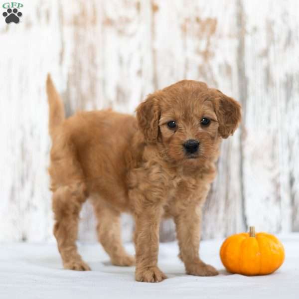 Alexa, Mini Goldendoodle Puppy