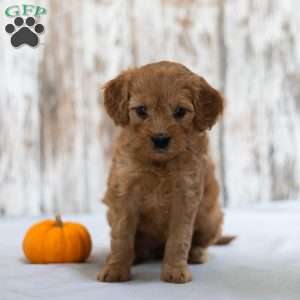 Alexa, Mini Goldendoodle Puppy
