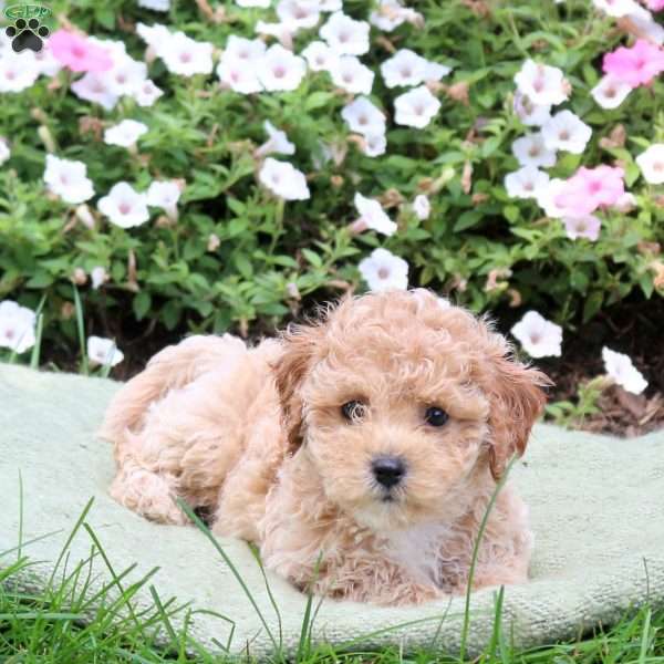 Alfie, Bich-Poo Puppy