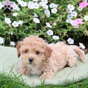 Alfie, Bich-Poo Puppy