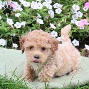 Alfie, Bich-Poo Puppy