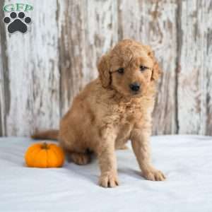 Alfred, Mini Goldendoodle Puppy