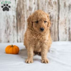 Alfred, Mini Goldendoodle Puppy