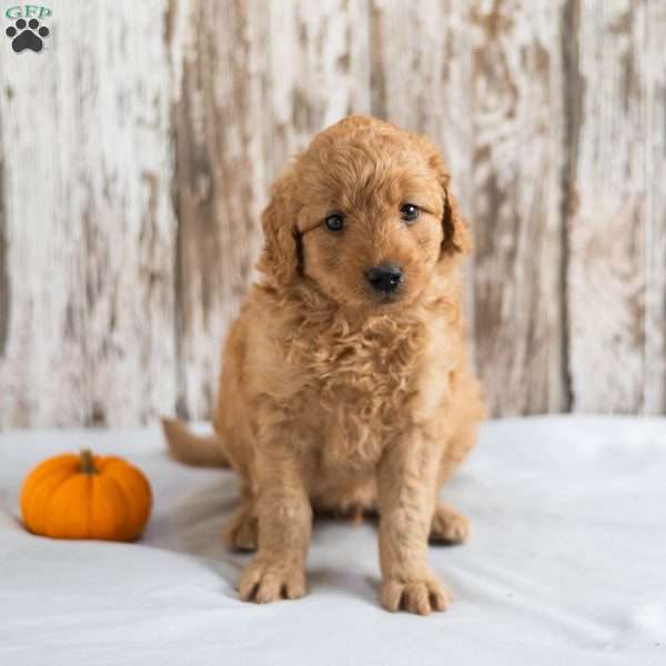 Alfred, Mini Goldendoodle Puppy