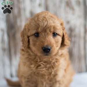 Alfred, Mini Goldendoodle Puppy