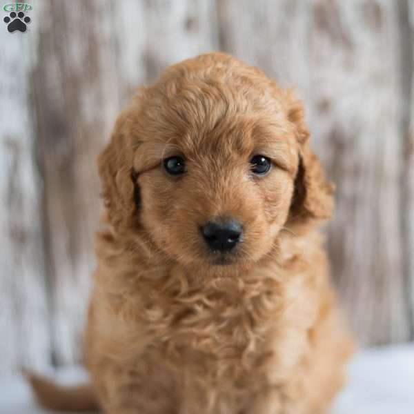 Alfred, Mini Goldendoodle Puppy