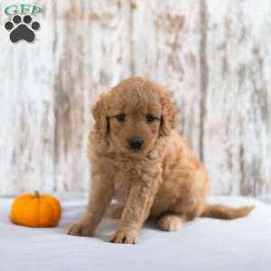Alfred, Mini Goldendoodle Puppy