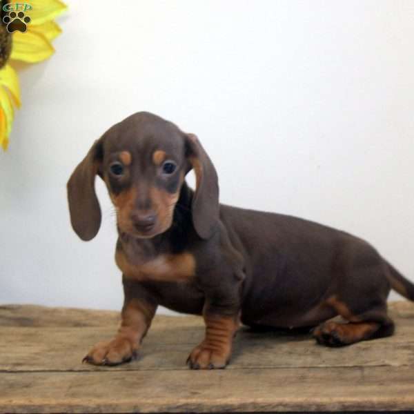 Alice, Dachshund Puppy