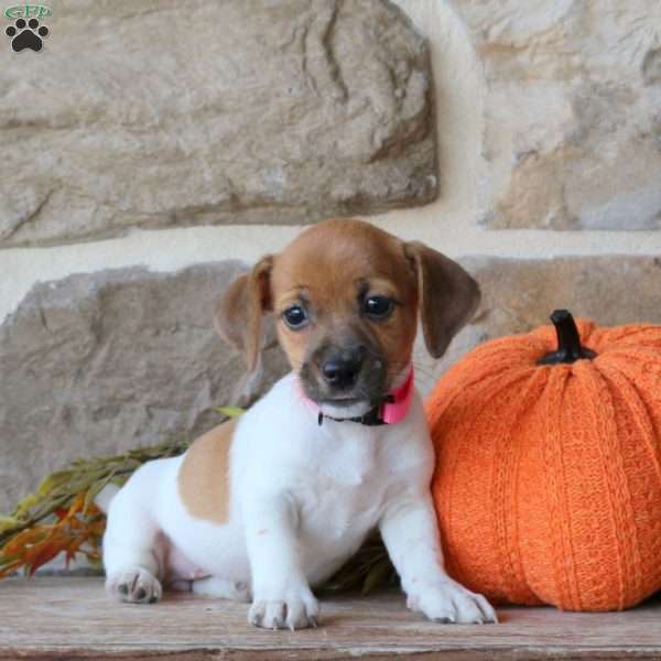 Alice, Jack Russell Terrier Puppy