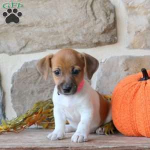 Alice, Jack Russell Terrier Puppy