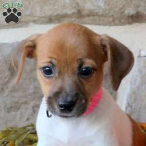 Alice, Jack Russell Terrier Puppy