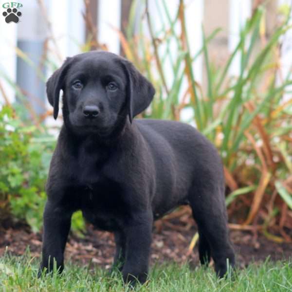 Alisha, Black Labrador Retriever Puppy