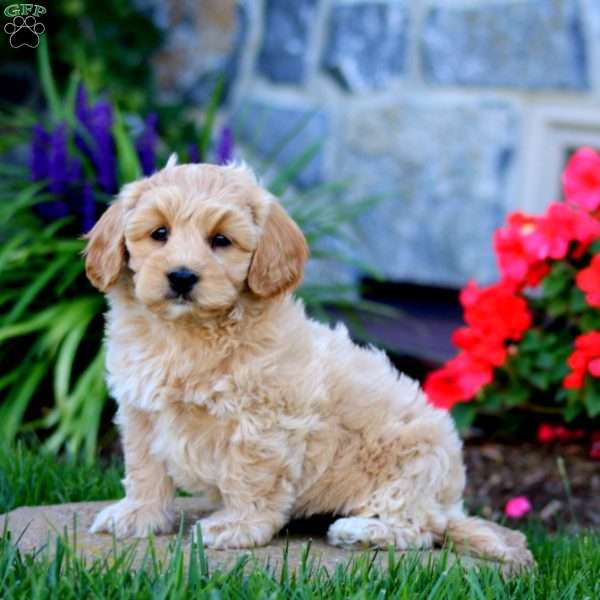 Alisha, Cavapoo Puppy