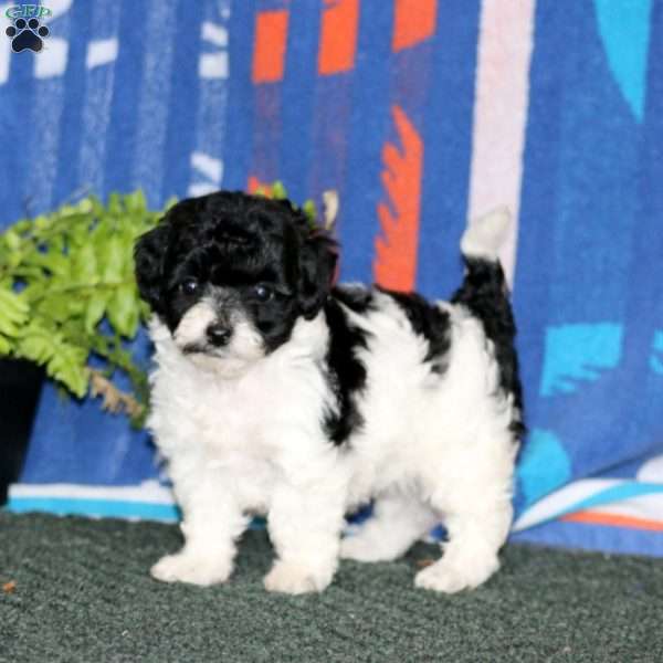 Alisha, Miniature Poodle Puppy