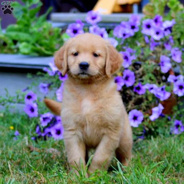 Alisha, Golden Retriever Puppy