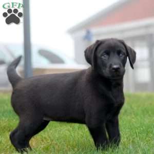 Alisha, Black Labrador Retriever Puppy