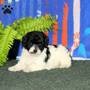 Alisha, Miniature Poodle Puppy
