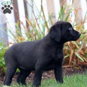 Alisha, Black Labrador Retriever Puppy