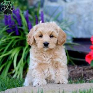 Alisha, Cavapoo Puppy