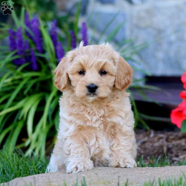 Alisha, Cavapoo Puppy