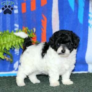Alisha, Miniature Poodle Puppy