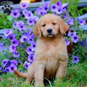 Alisha, Golden Retriever Puppy