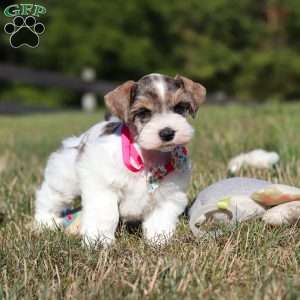 Allie, Miniature Schnauzer Puppy