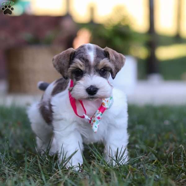 Allie, Miniature Schnauzer Puppy