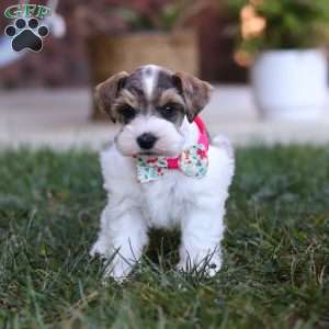 Allie, Miniature Schnauzer Puppy