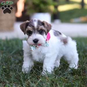 Allie, Miniature Schnauzer Puppy