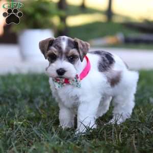Allie, Miniature Schnauzer Puppy