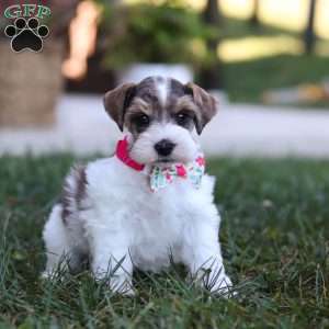 Allie, Miniature Schnauzer Puppy