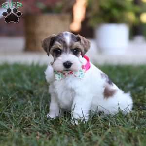 Allie, Miniature Schnauzer Puppy