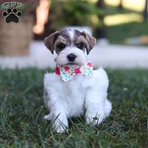 Allie, Miniature Schnauzer Puppy