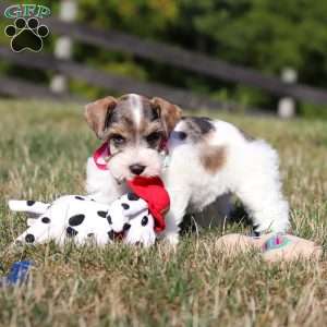 Allie, Miniature Schnauzer Puppy