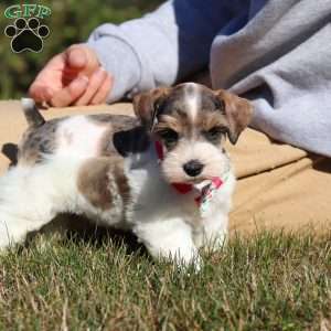 Allie, Miniature Schnauzer Puppy