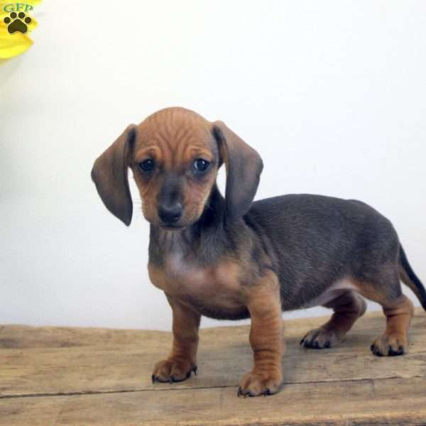 Allie, Dachshund Puppy