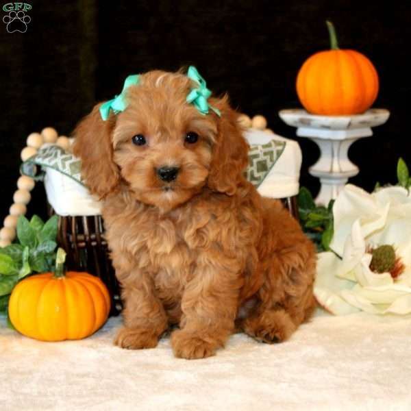 Allie, Cavapoo Puppy