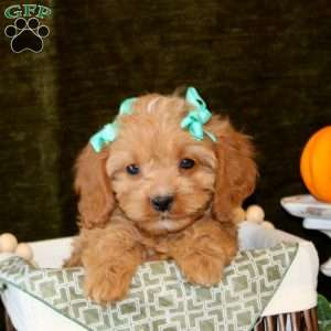 Allie, Cavapoo Puppy
