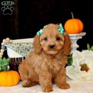 Allie, Cavapoo Puppy