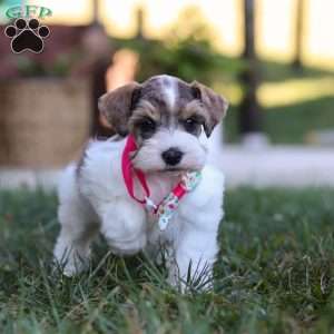 Allie, Miniature Schnauzer Puppy