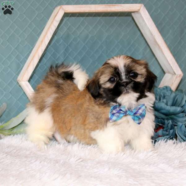 Alonzo, Shih Tzu Puppy