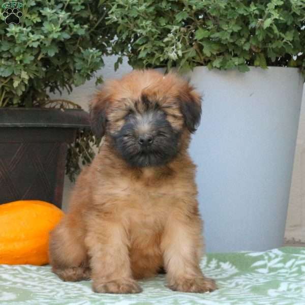Alpha, Soft Coated Wheaten Terrier Puppy